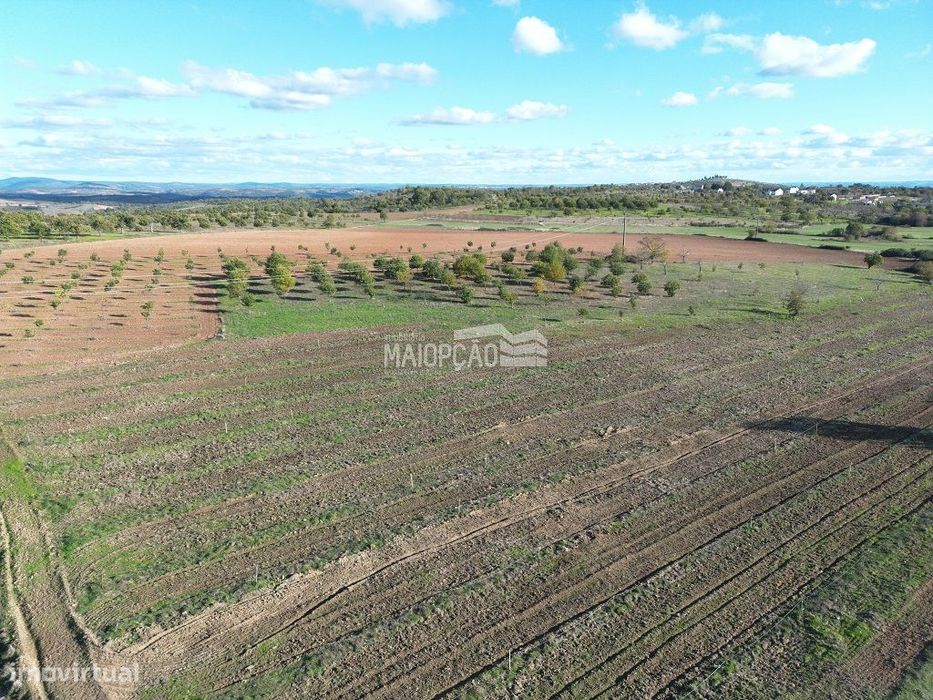 Propriedade C/Plantação de Nogueiras e Castanheiros