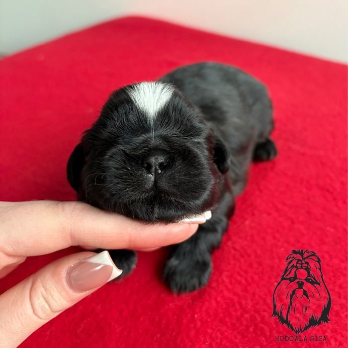 Shih Tzu czarny piesek gen czekoladowy