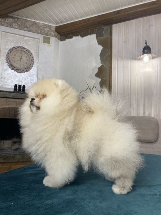 Шоу клас! Померанський шпіц. Тип ведмедик.