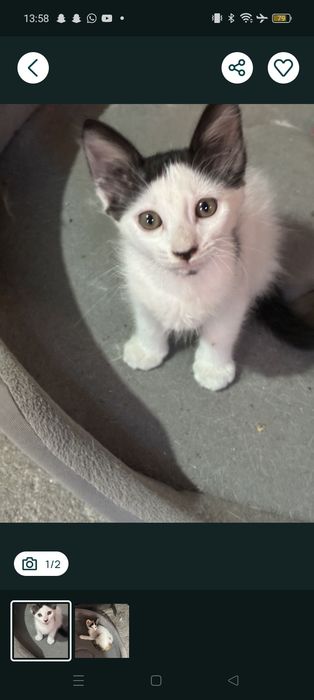 Gatinhos pequenos adoção