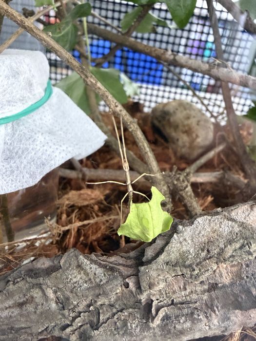 Oddam małe patyczaki