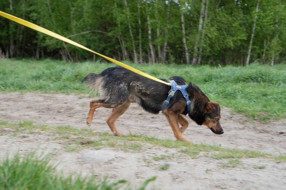 Przyjazny spokojny Dingo szuka domku