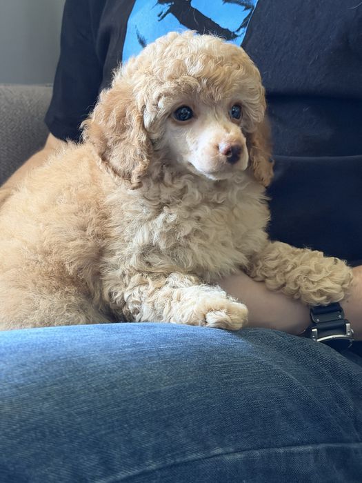 Pudel Miniatura/Toy ZKwP FCI