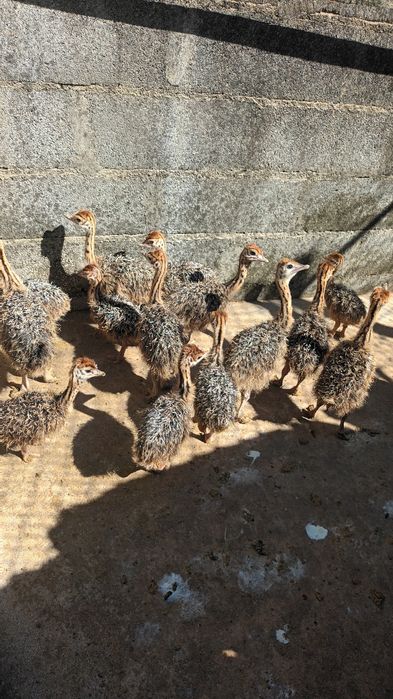 Pintos de Aves E ovos