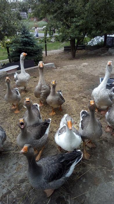Продам ,живым весом ,домашних,гусынь на развод ,обмен