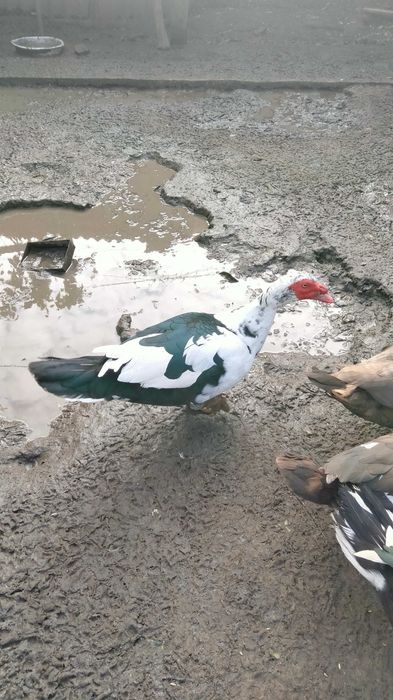 Утки на племя 2022