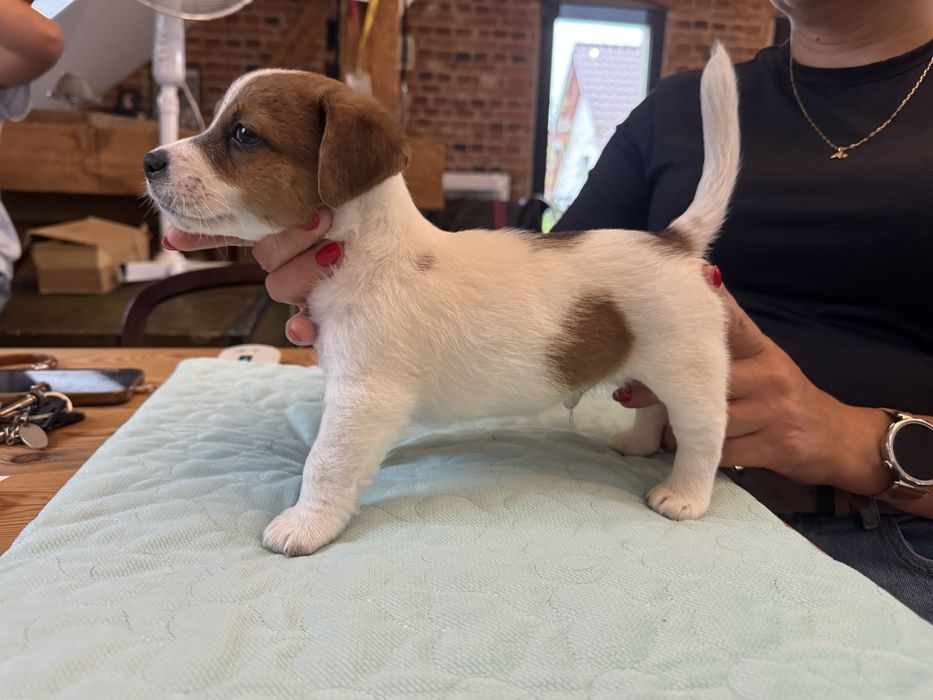 Jack russell terrier ZKwP piesek