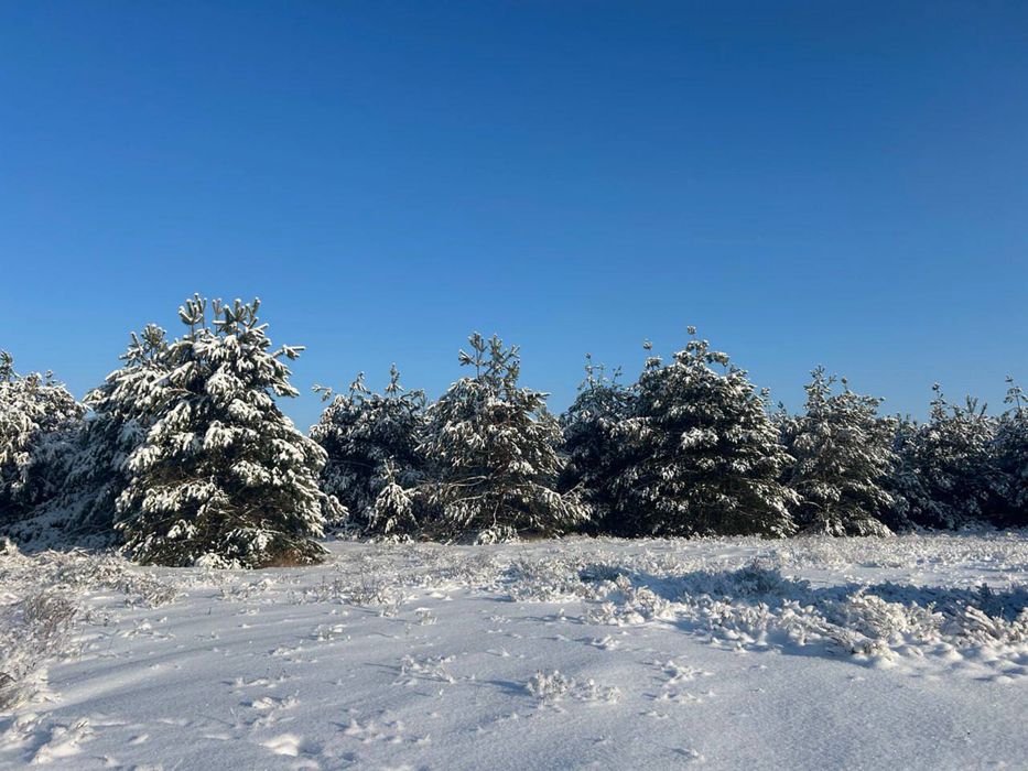 Земельна ділянка в лісі.Від 2 Га! Феневичі !