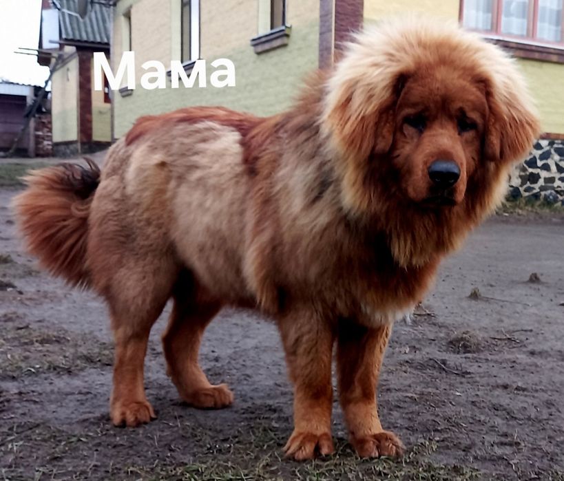 Тібетський мастиф