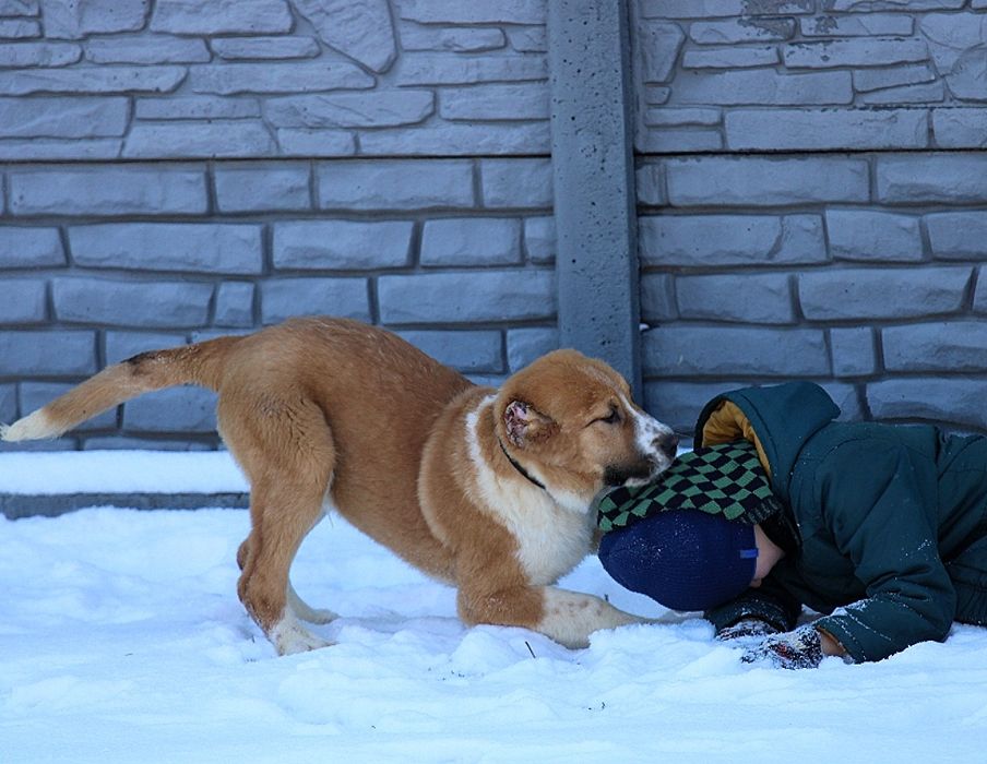 Короткошерстний  хлопчик  КВ.