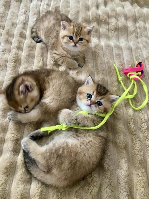 Золота Британська шеншила кошенятка