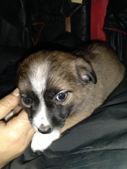 Цуценята  в добрі  руки.