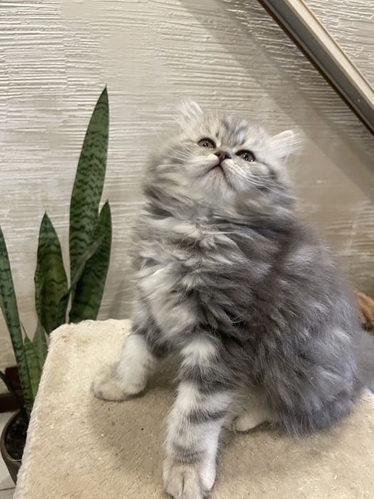 Милейший красавчик!