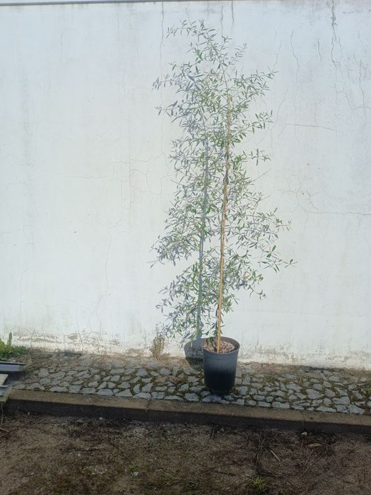 Azeitona branca (olea leucocarpa)