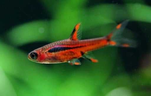 Razbora borneańska - Boraras brigittae - Rasbora - dowóz, wysyłka
