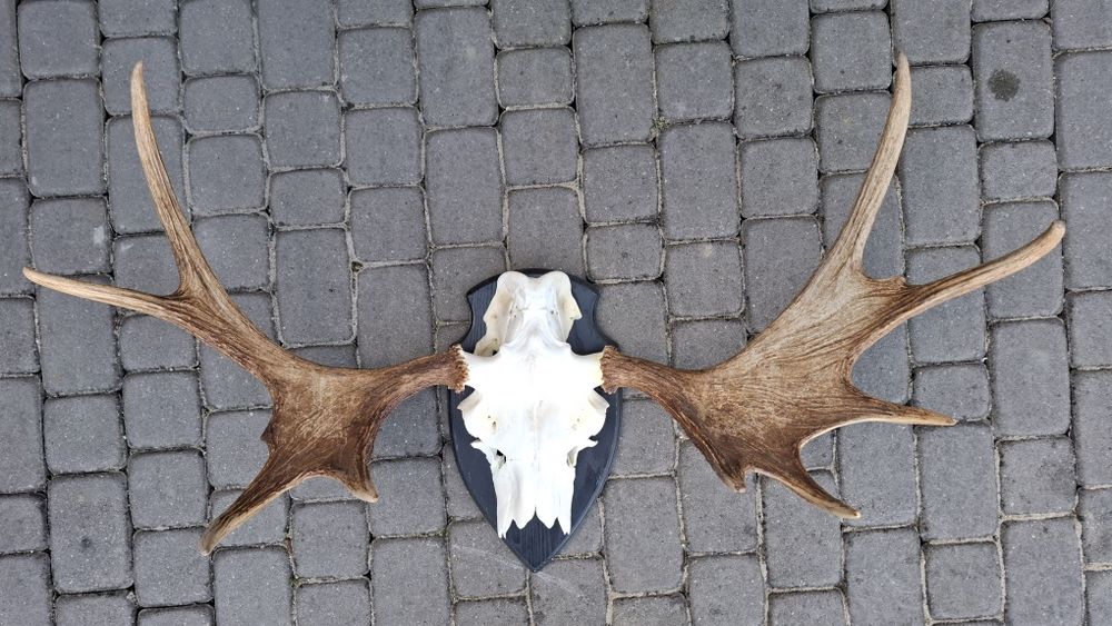 Poroże,wieniec łosia