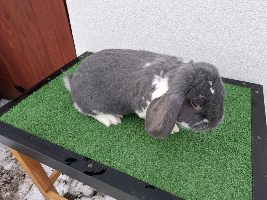 KrKóllik Baran Francuski Marburski Srokacz