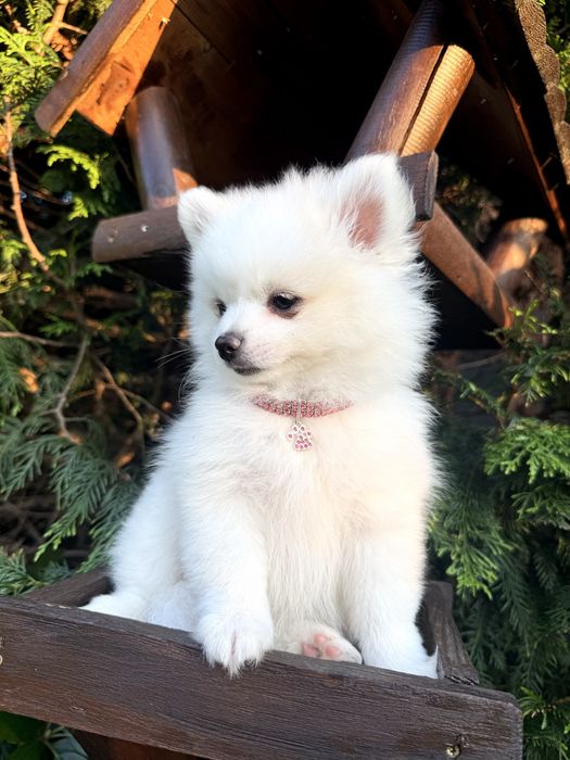 „Dixie” suczka rasy pomeranian