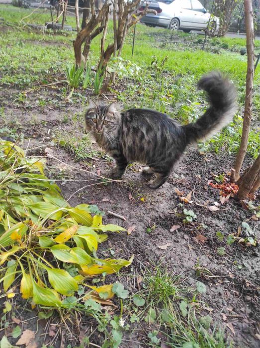 Кошечка ищет дом