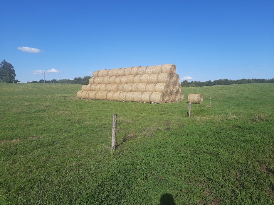 Sprzedam słomę 130cm