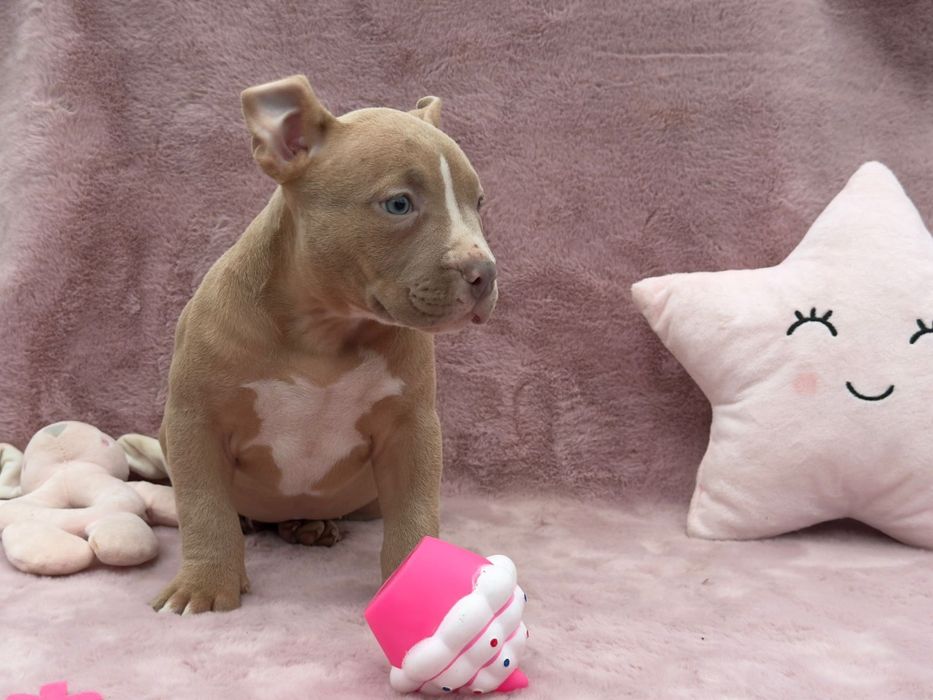 American Bully Pocket