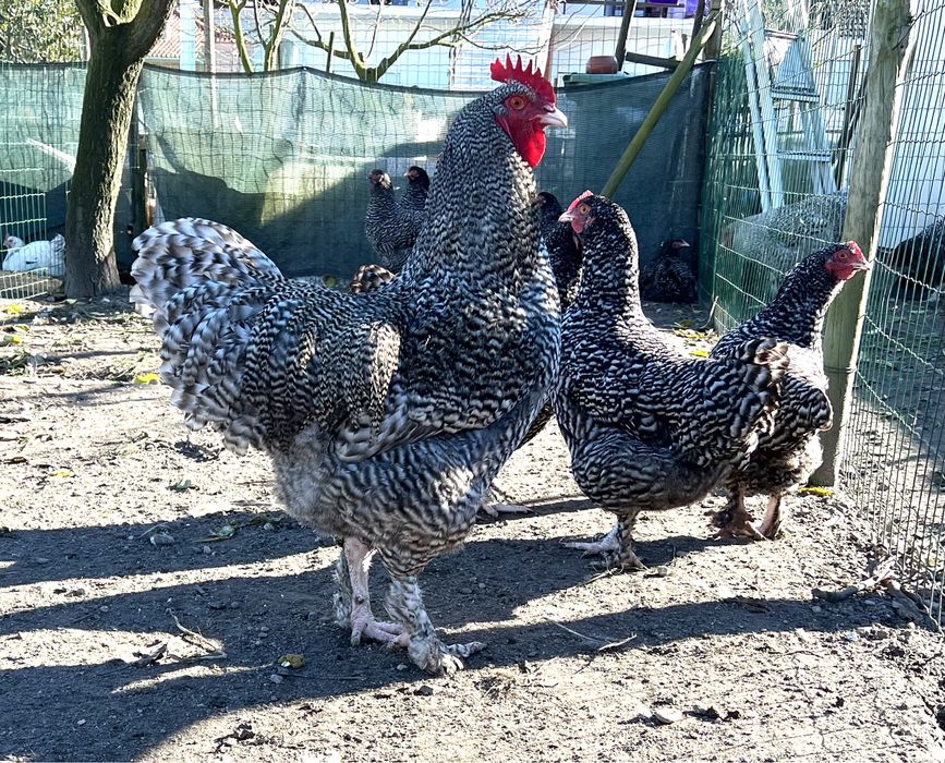 JERSEY GIGANTE NEGRO, OVOS DE INCUBAÇÃO.