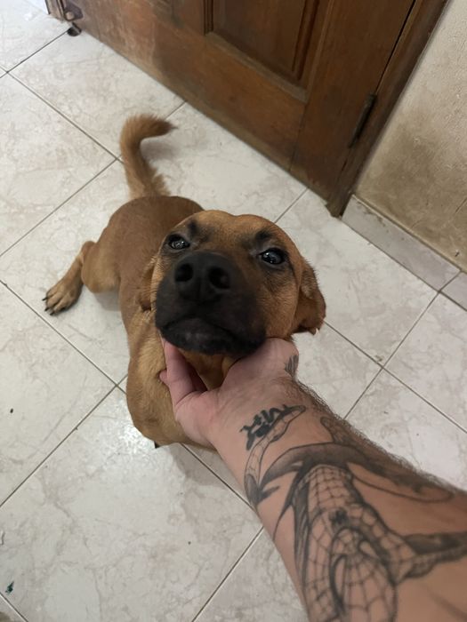 Cão para  adoção