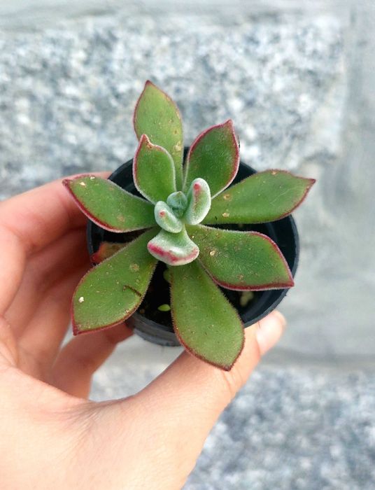 Suculentas 1€ cada