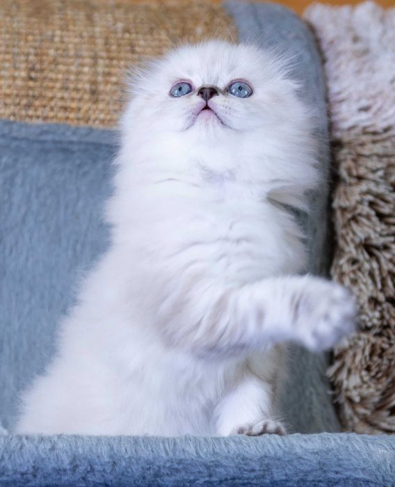 Лагідний шотландський котик