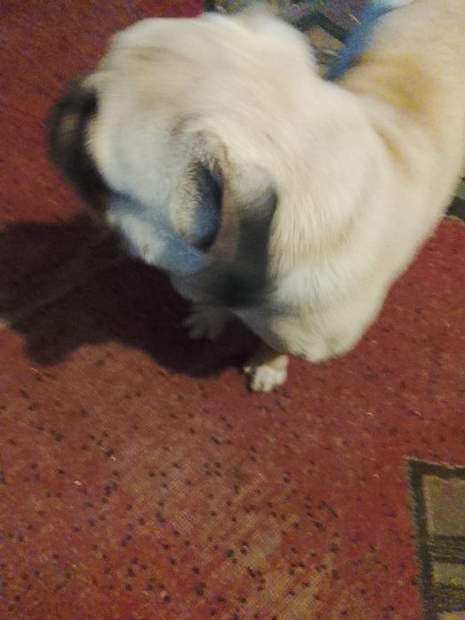 Продається мопс кремового оксрас тільки самовивіз а