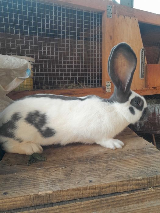 Строкач.Кролики.Кролі.