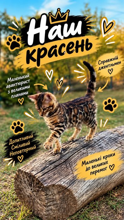 Котик бенгал  в розведення