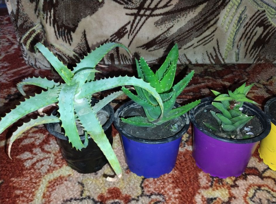 Алое Вера вазон лікарські рослини вазоны лекарственные растения