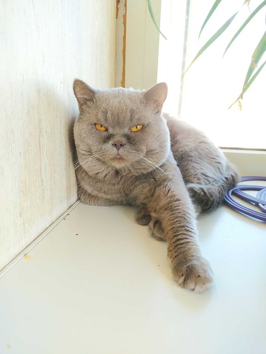 Шотландский прямоухий (скотиш страйт) кот приглашает на вязку