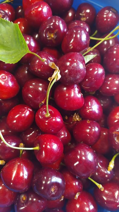 Продам черешні домашні солодкі великі без білка .