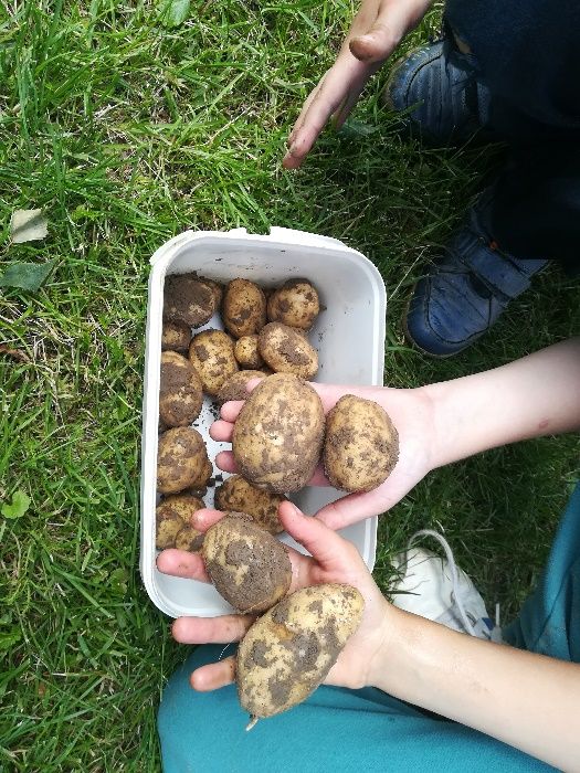 Ziemniak eKO UPRAW 15 kg