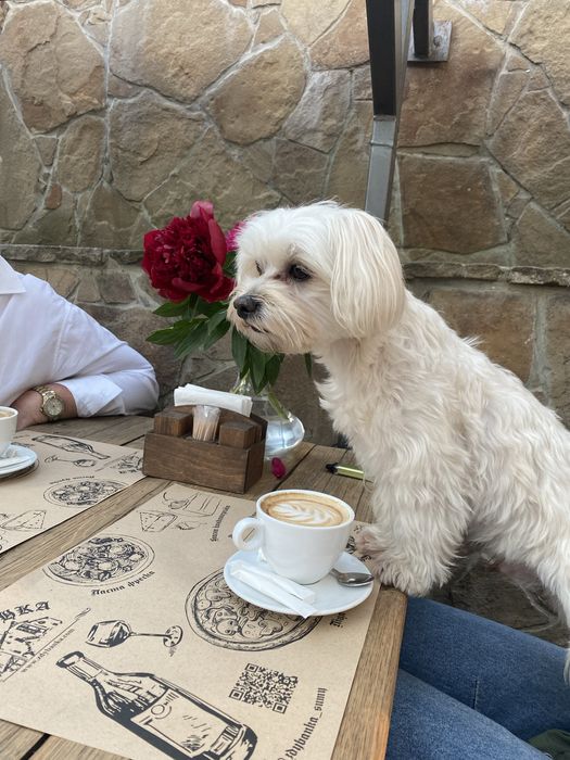 Хлопчик Мальтійська болонка