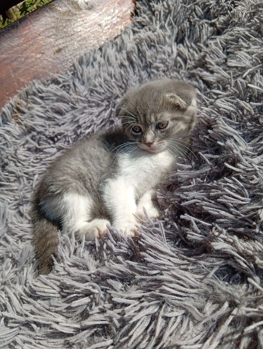 Кошенятка шотландські