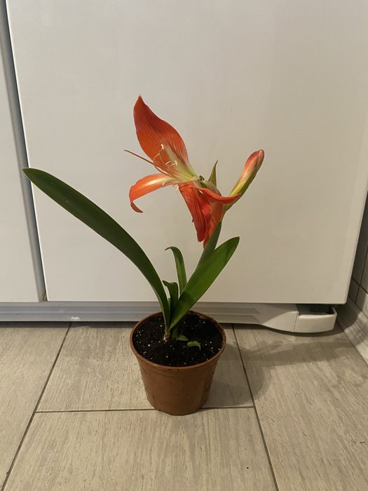 Пропоную різні домашні кімнатні рослини