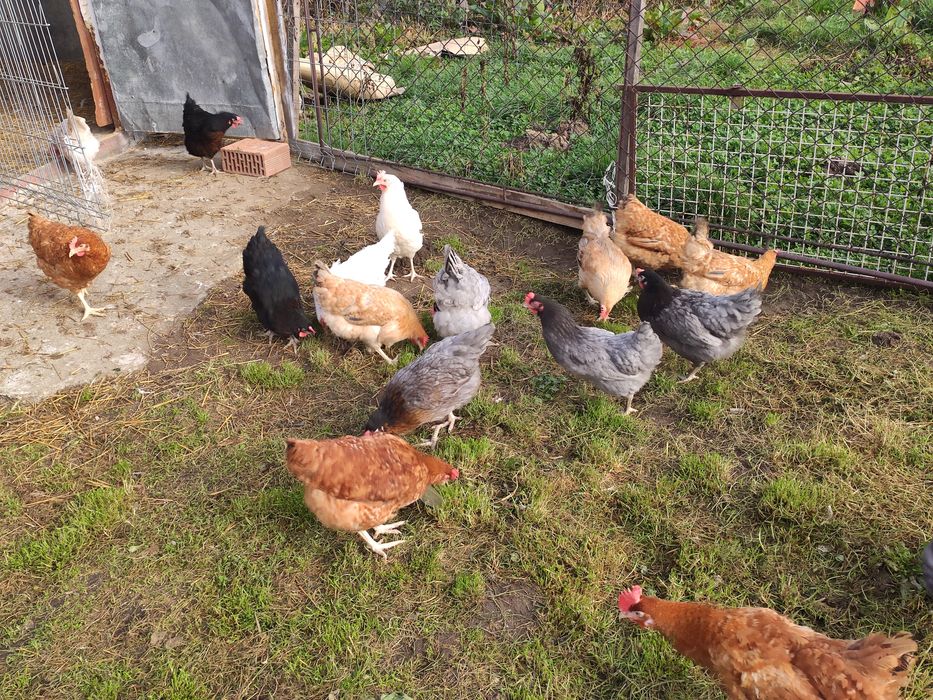 Jaja, jajka wiejskie od szczęśliwych kur.