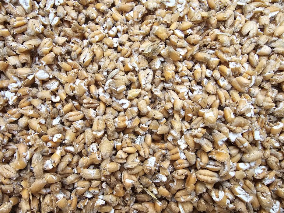 Sprzedam  kukurydza  sucha pszenica kukurydza gnieciona pszenica gniec