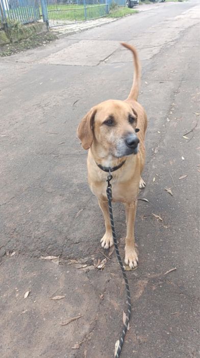 4 letni duży pies Ramzes szuka kochającej rodziny