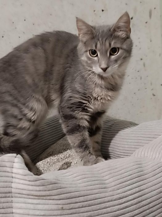 котёнок бесплатно