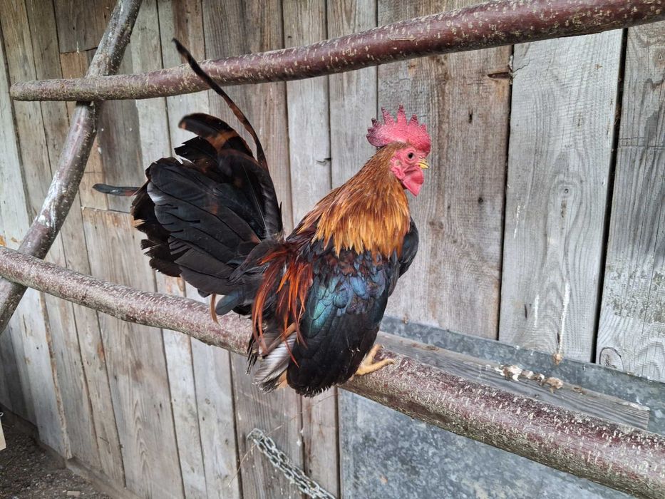 serama kurki koguty kury