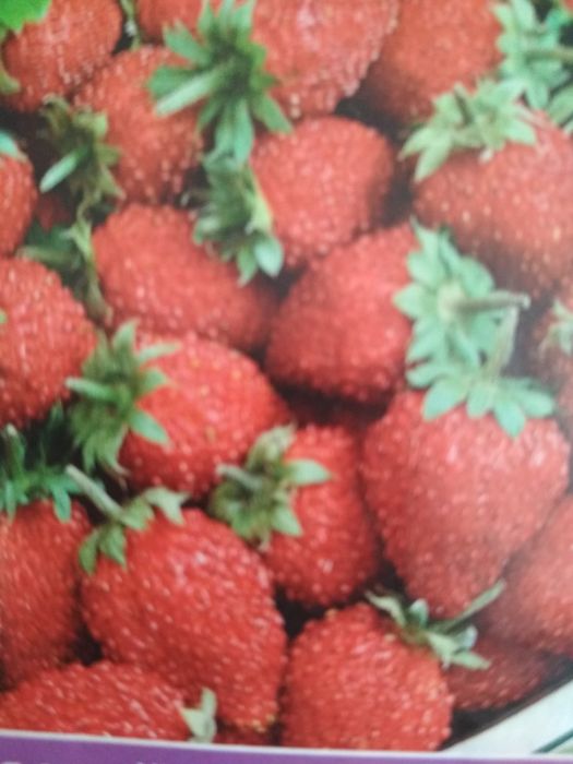 Продаю клубніку чотирьох сортів