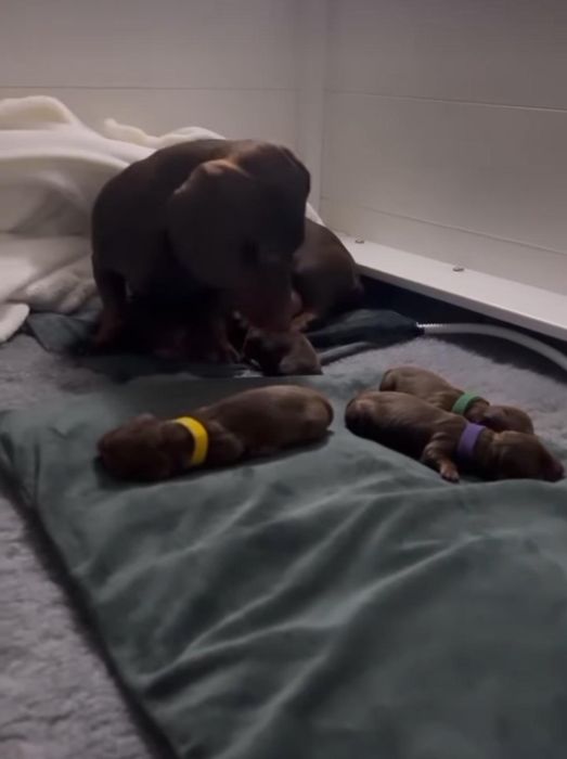 Хлопчики вони красиві цуценята в продажі