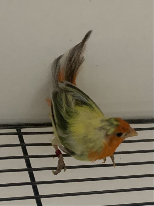 Diamantes papagaios, verde mar, áqua e lutinos