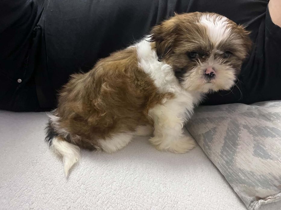 Shih tzu śliczny piesek