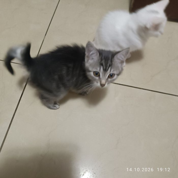 Отдам котят в добрые руки