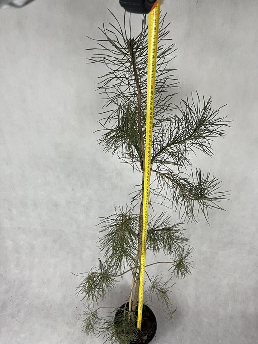 Sosna czarna 120 cm iglak wysyłka